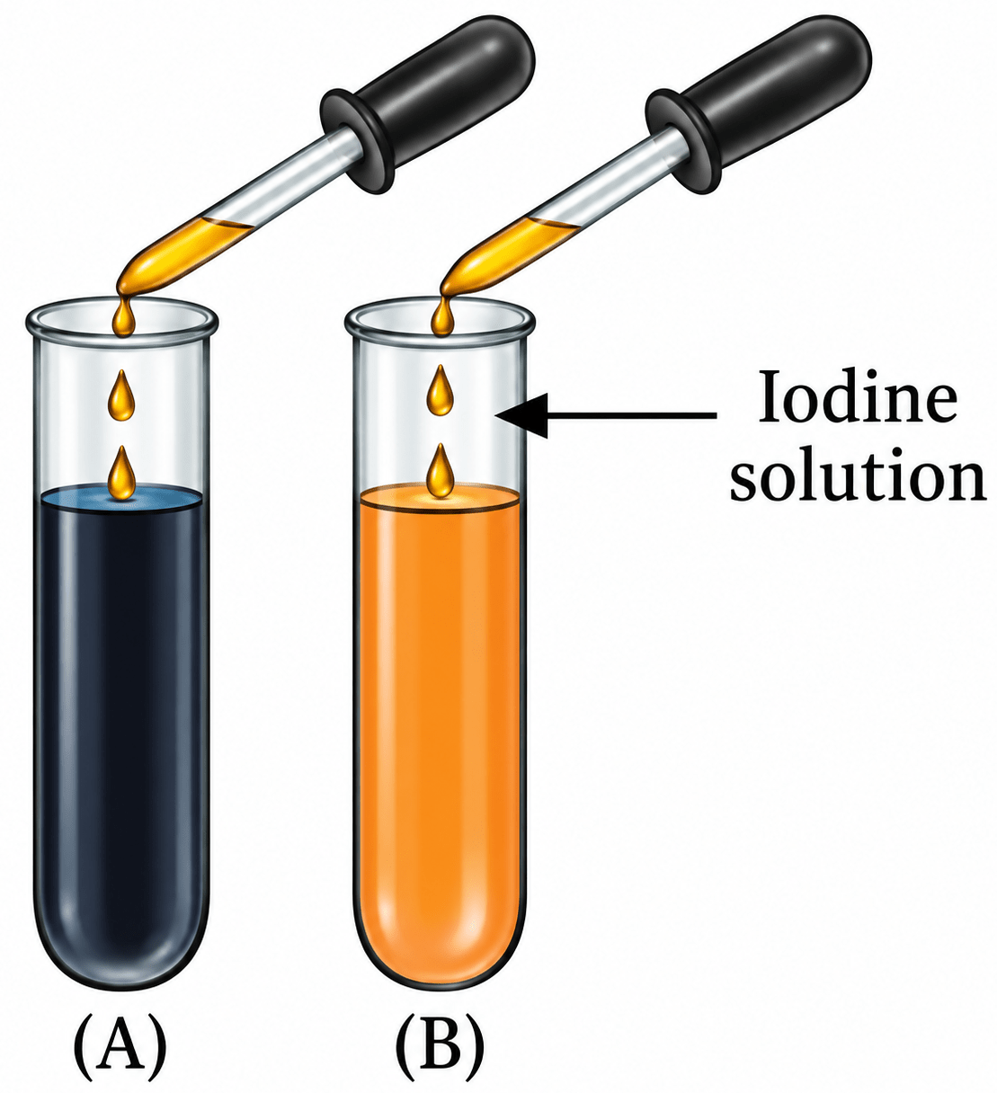 Yadu conducted an experiment to test his idea. He took two test tubes, A and B, and added a pinch of rice flour to the test tubes, half-filled with water and stirred them properly. To test tube B, he added a few drops of saliva. He left the two test tubes for 35–45 min. After that, he added iodine solution into both the test tubes. Experimental results are as shown in Fig. 9.15. What do you think he wants to test? Life Processes in Animals, NCERT Class 7 Science CBSE Solutions.
