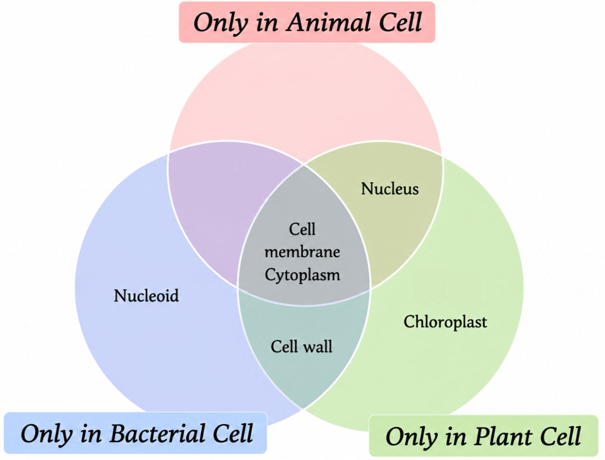 Various parts of a cell are given below. Write them in the appropriate places in the following diagram. NCERT Class 8 Science CBSE Solutions.