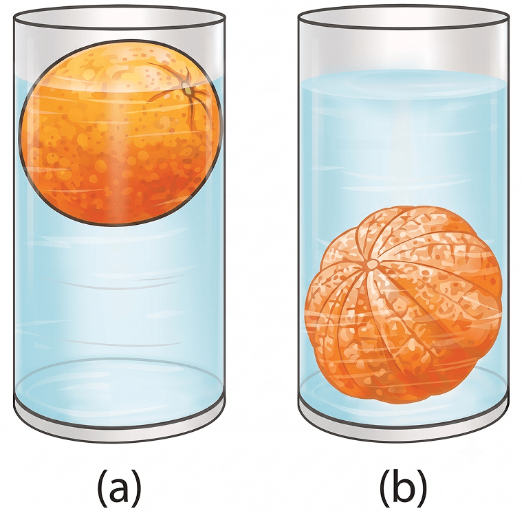 Analyse Fig. 9.25a and 9.25b. Why does the unpeeled orange float, while the peeled one sinks? Explain. The Amazing World of Solutes, Solvents, and Solutions, NCERT Class 8 Science CBSE Solutions.