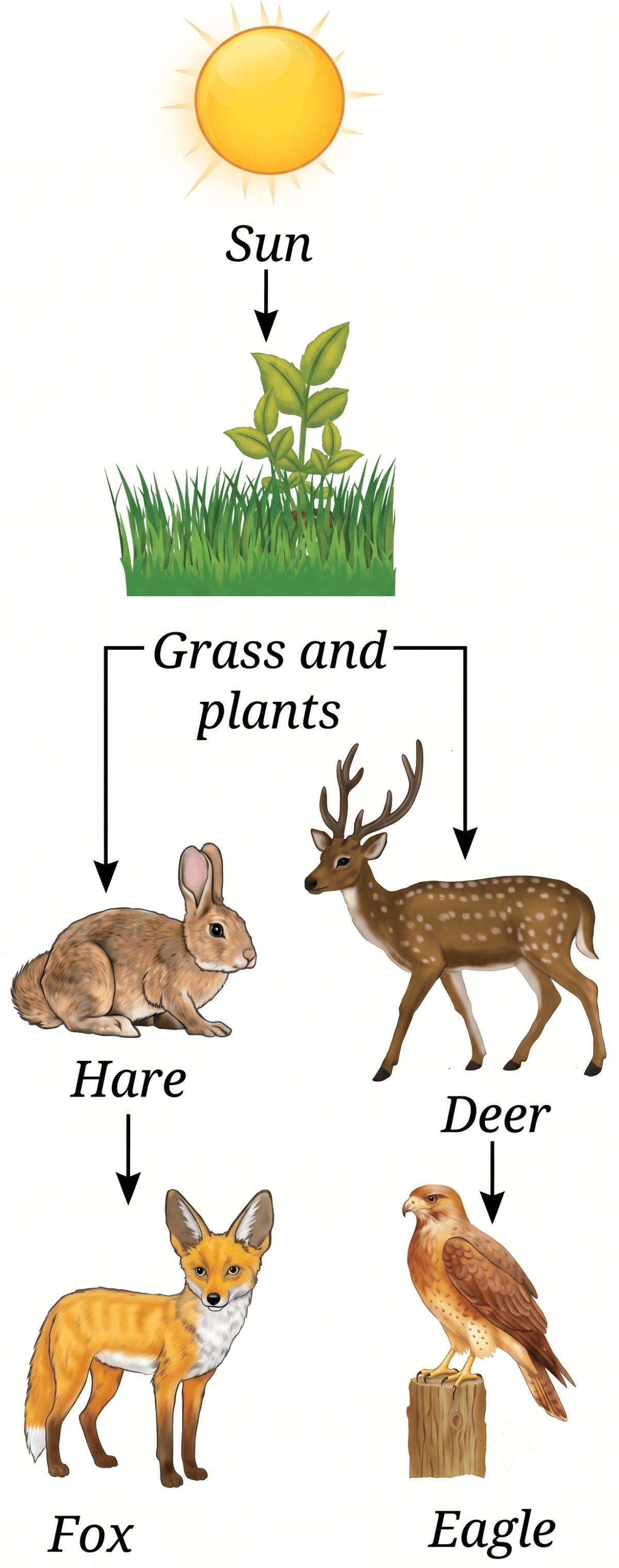 If the Indian hare population (Fig. 12.20) drops because of a disease, how would it affect the number of other organisms. How Nature Works in Harmony, NCERT Class 8 Science CBSE Solutions.