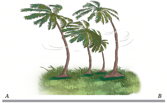 Fig. 6.25 shows trees along the sea coast in a summer afternoon. Identify which side is land— A or B. Explain your answer. Pressure, Winds, Storms, and Cyclones, NCERT Class 8 Science CBSE Solutions.