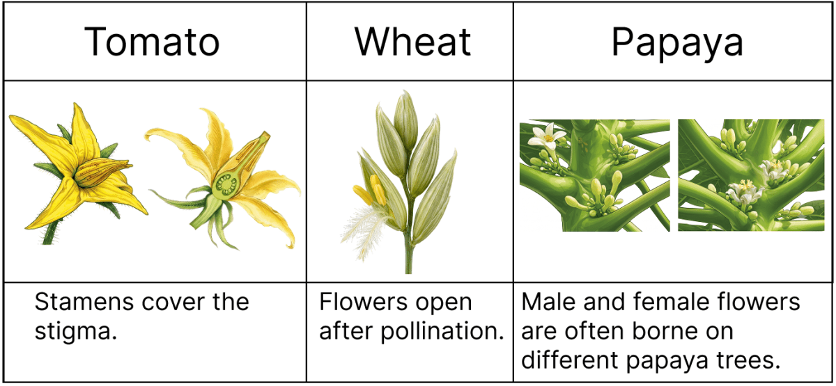 Look at the picture given below and think in line with the given prompts and find out which type(s) of pollination might have been followed in these flowers. Reproduction: How Life Continues, NCERT Class 9 Science CBSE Solutions.