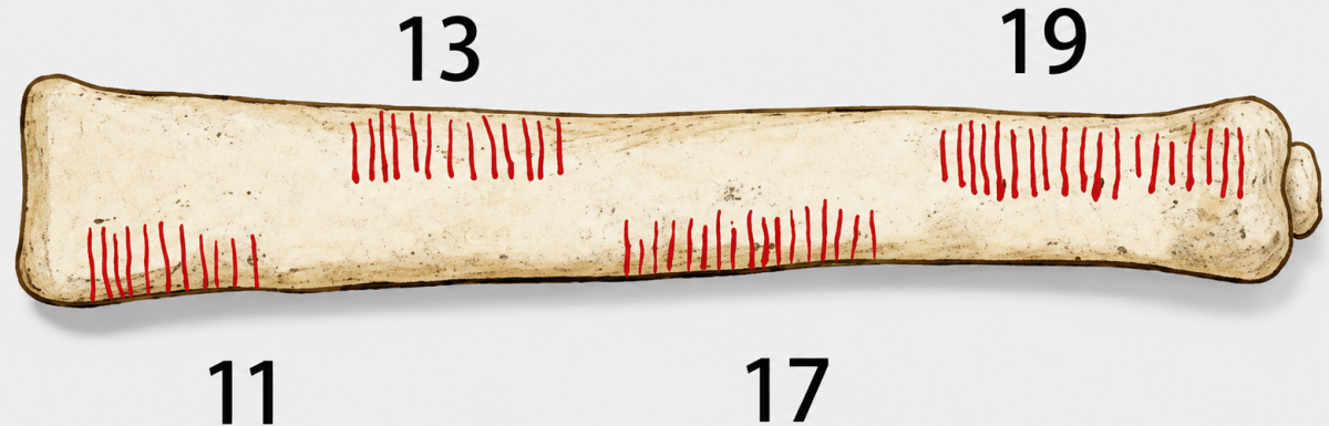 Look at the sequence of numbers on one column of the Ishango bone: 11, 13, 17, 19. What do these numbers have in common? List the next three numbers that fit this pattern. The World of Numbers, Solutions for Class 9 NCERT Ganita Manjari Mathematics CBSE
