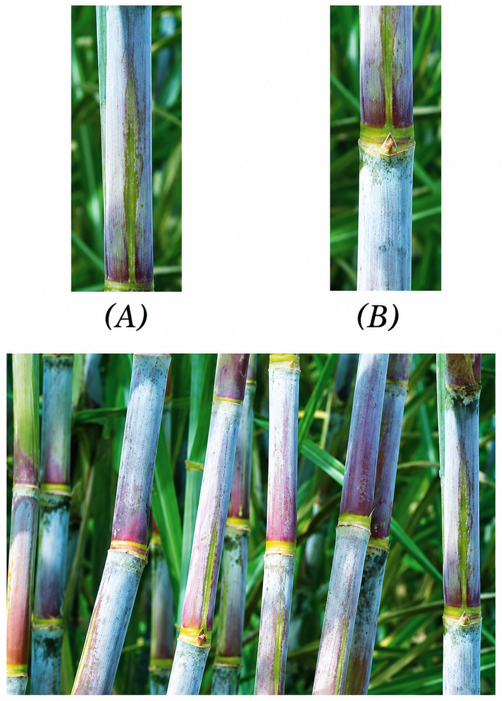 Sohan designed an experiment for the regeneration of sugarcane, where he used cuttings to grow sugarcane. He used two types of cuttings, type 'A' and type 'B' (Fig. 3.23). After a few weeks, type 'B' cuttings sprouted and developed into sugarcane plants, whereas the type 'A' cuttings did not sprout. NCERT Class 9 Science CBSE Solutions.