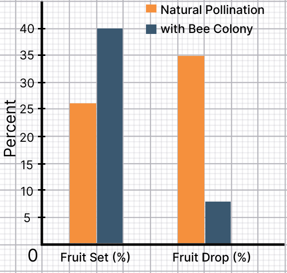 In the lower Himalayan region of northern India, apples are an important cash crop that contribute significantly to farmer's livelihoods. The fruit yield in apple cultivation is declining continuously, associated with climate change and a significant decline in the population of natural pollinators. A researcher-farmer group set up two experimental apple orchards at two distinct locations: Places A and B. In apple orchards at Place A, they allowed natural pollinators to pollinate the flowers of the apple. In apple orchards at Place B, they applied mixed farming techniques of beekeeping. Along with honey, the farmer yielded apples. The yield of apples is depicted in the figure below, in terms of fruit setting (number of fruits/the total number of corresponding fruit-bearing branches) and fruit drop (premature falling of developing fruits) in the two types of experimental places of apple orchards. Reproduction: How Life Continues, NCERT Class 9 Science CBSE Solutions.