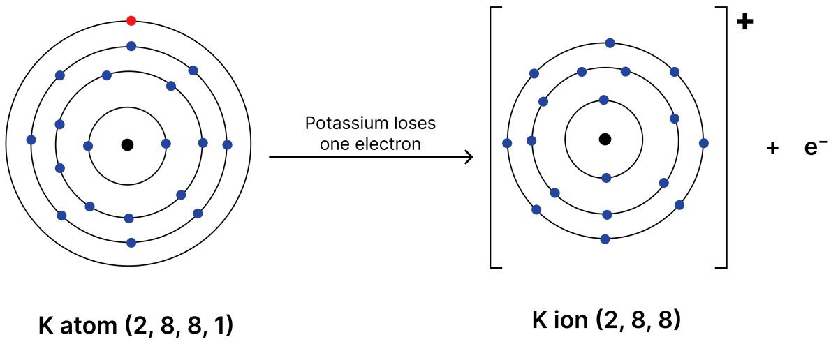 Show the formation of cations of potassium (K) and calcium (Ca) atoms, and the formation of their corresponding chlorides using diagrams. Atomic Foundations of Matter, NCERT Class 9 Science CBSE Solutions.