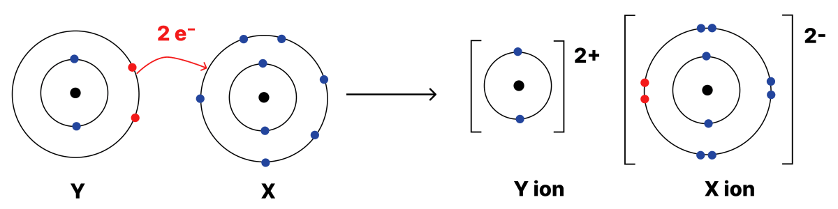 An element X has six electrons in its outer shell and forms a diatomic molecule. (i) Why would that be so? (ii) What kind of bond would it form? (iii) Draw the structure of the molecule it would form. (iv) A certain other element Y has two electrons in its second shell. Draw the structure of the molecule that X would form with Y. Atomic Foundations of Matter, NCERT Class 9 Science CBSE Solutions.