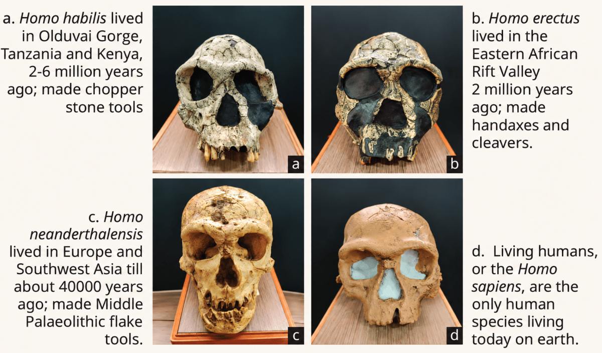 Let us observe the images given below and answer the following question. Early Humans and Beginning of Civilisation, CBSE Class 9th NCERT Social Science Solutions.