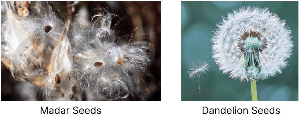 Look at the pictures of calotropis (madar) seeds and dandelion seeds given below. Can you guess what kind of seed dispersal these seeds are adapted for?. Reproduction: How Life Continues, NCERT Class 9 Science CBSE Solutions.