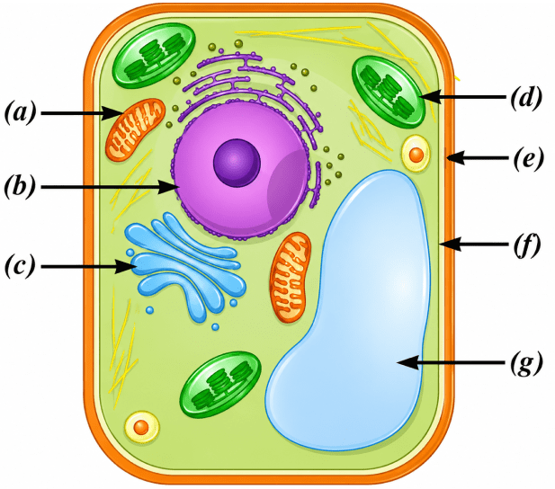 Look at the diagram of a cell in Fig. 2.20. Identify the parts labelled from (a) to (g) and correctly match them with their functions given below: NCERT Class 9 Science CBSE Solutions.