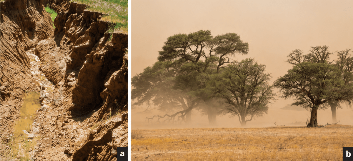 Observe the photographs (Fig. 2.9) and also note the types of erosion. How are farmers affected by erosion due to water and wind? Shaping of the Earth's Surface, CBSE Class 9th NCERT Social Science Solutions.