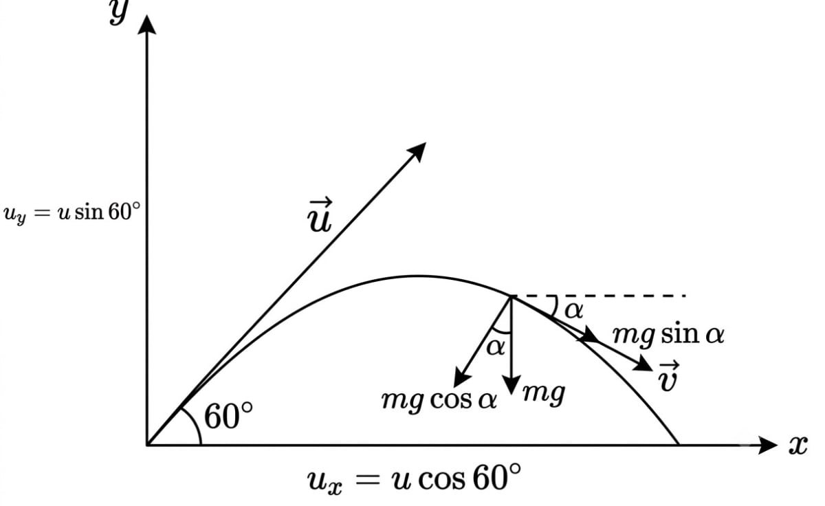 A body is projected at t = 0 with a velocity 10 m/s at an angle of 60° with the horizontal. The radius of curvature of its trajectory at t = 1 second is R. Neglecting air resistance and taking g = 10 m/s 2, the value of R is:. Motion in a Plane, Solutions for Class 11 ISC Nootan Physics Kumar Mittal Nageen Prakashan