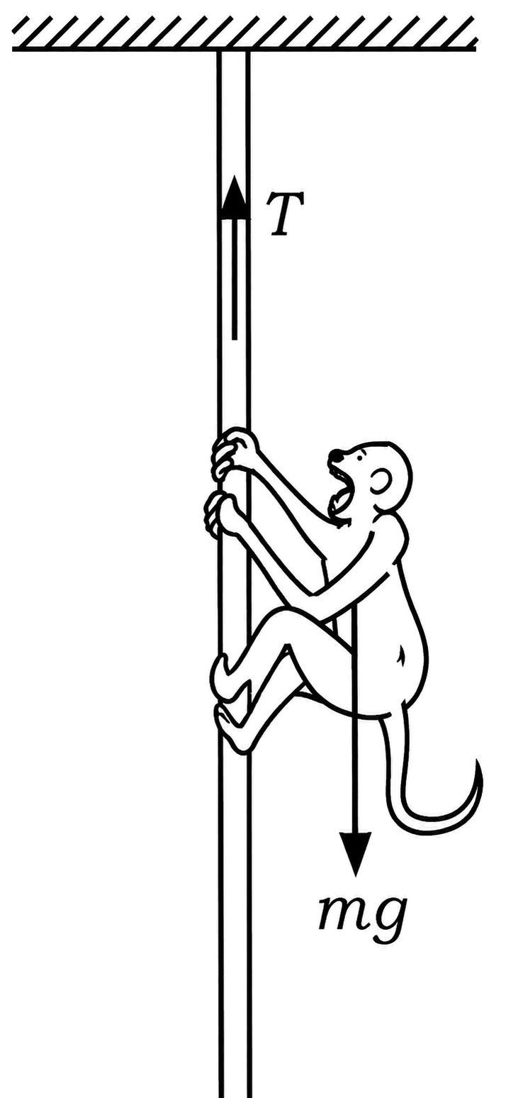 A monkey of mass 40 kg climbs on a rope which can withstand a maximum tension of 600 N. In which case will the rope break? The monkey (a) climbs up with an acceleration of 6 ms -2, (b) climbs down with an acceleration of 4 ms -2, (c) climbs up with uniform speed of 5 ms -1, (d) falls down the rope nearly freely under gravity? (Take g = 10 ms -2, ignore mass of the rope.). Laws of Motion, Solutions for Class 11 ISC Nootan Physics Kumar Mittal Nageen Prakashan