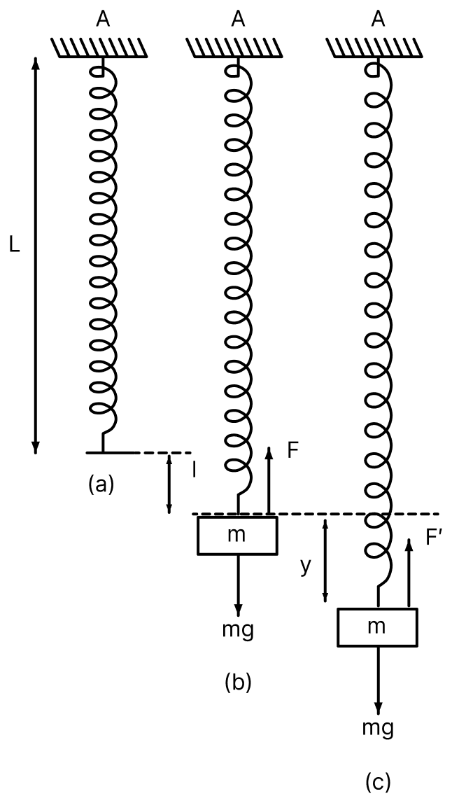 A body of mass m suspended from an ideal spring of force-constant k is executing simple harmonic motion. Prove that the time period of oscillation of the body is text T = 2π√( text m/ text k). Oscillations, Solutions for Class 11 ISC Nootan Physics Kumar Mittal Nageen Prakashan