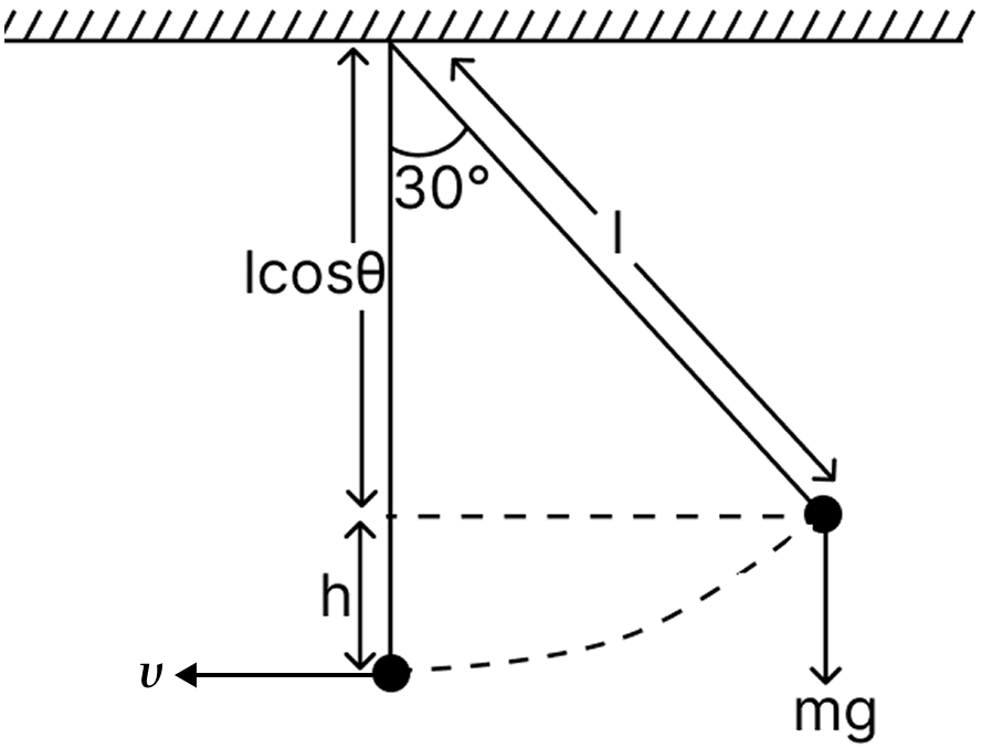 A 0.2 kg ball is suspended by a thread of length 1 m. It is pulled aside until the thread makes an angle of 30° with the vertical. How much work is done against gravity? The ball is now released. Find its velocity at the lowest point. Ignore air resistance and take g = 10 m s -2. Work Energy Power, Solutions for Class 11 ISC Nootan Physics Kumar Mittal Nageen Prakashan