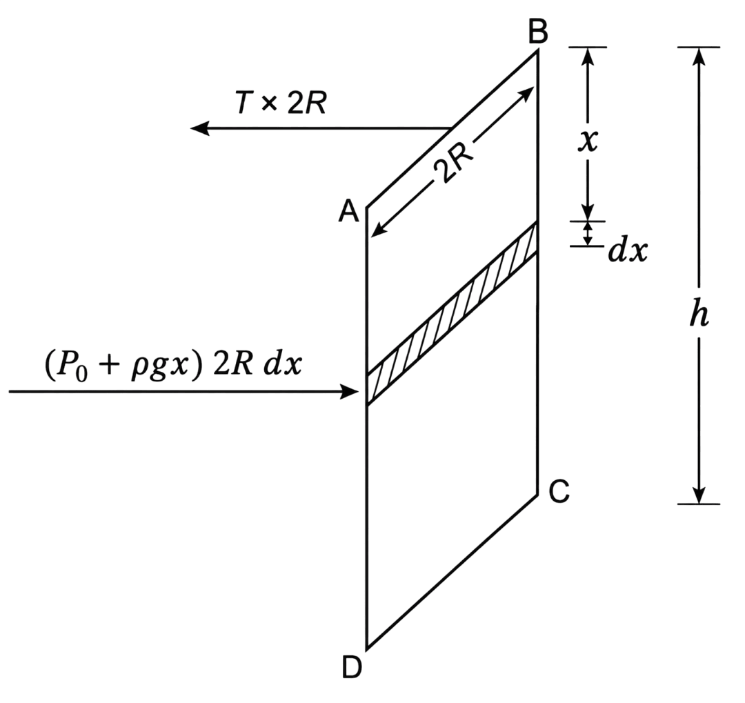 Water is filled up to a height h in a beaker of radius R, as shown in the figure. The density of water is ρ, the surface tension of water is T and the atmospheric pressure is P 0. Consider a vertical section ABCD of the water column through a diameter of the beaker. The force on water on one side of this section by water on the other side of this section has magnitude:. Mechanical Properties of Fluids, Solutions for Class 11 ISC Nootan Physics Kumar Mittal Nageen Prakashan