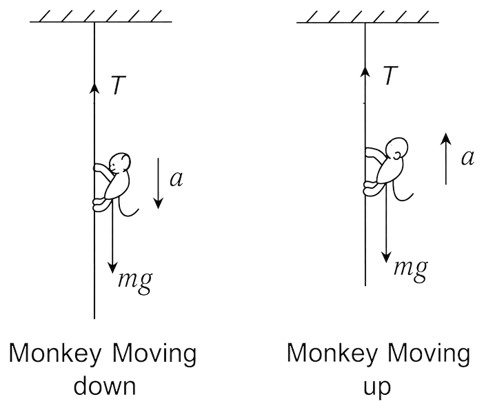 A monkey of mass 50 kg climbs on a rope which can withstand the tension (T) of 350 N. If monkey initially climbs down with an acceleration of 4 m/s 2 and then climbs up with an acceleration of 5 m/s 2, choose the correct option: (g = 10 m/s 2 ). Laws of Motion, Solutions for Class 11 ISC Nootan Physics Kumar Mittal Nageen Prakashan