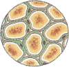 Adipose Tissue Living Science Biology Ratna Sagar Solutions ICSE Class 7