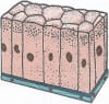 Columnar Epithelium Living Science Biology Ratna Sagar Solutions ICSE Class 7