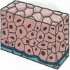 Cuboidal Epithelium Living Science Biology Ratna Sagar Solutions ICSE Class 7