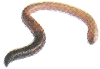 Earthworm Living Science Biology Ratna Sagar Solutions ICSE Class 7