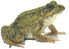 Frog Living Science Biology Ratna Sagar Solutions ICSE Class 7