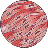Involuntary Muscles Living Science Biology Ratna Sagar Solutions ICSE Class 7