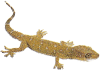 Lizard Living Science Biology Ratna Sagar Solutions ICSE Class 7