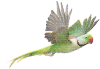 Parakeet Living Science Biology Ratna Sagar Solutions ICSE Class 7