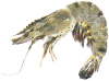 Shrimp Living Science Biology Ratna Sagar Solutions ICSE Class 7