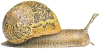 Snail Living Science Biology Ratna Sagar Solutions ICSE Class 7