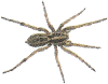 Spider Living Science Biology Ratna Sagar Solutions ICSE Class 7