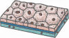 Squamous Epithelium Living Science Biology Ratna Sagar Solutions ICSE Class 7