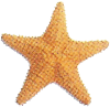 Starfish Living Science Biology Ratna Sagar Solutions ICSE Class 7