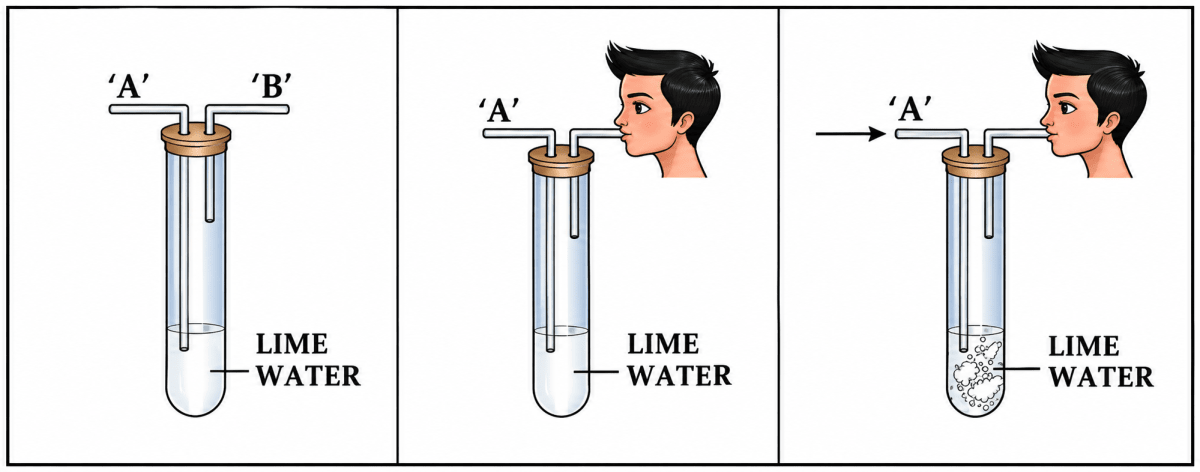 O2 Diagram Simple You are given a test tube with two outlets and a bottle of | KnowledgeBoat