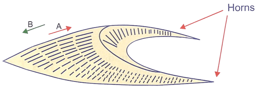 See the below figure. What is the value of angle A?. Rotation and Revolution, Total Geography ICSE Class 9