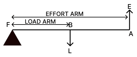 Find out and write about the different types of levers. Simple Machine, Viva Physics Solutions ICSE Class 6.