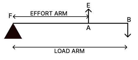 Find out and write about the different types of levers. Simple Machine, Viva Physics Solutions ICSE Class 6.