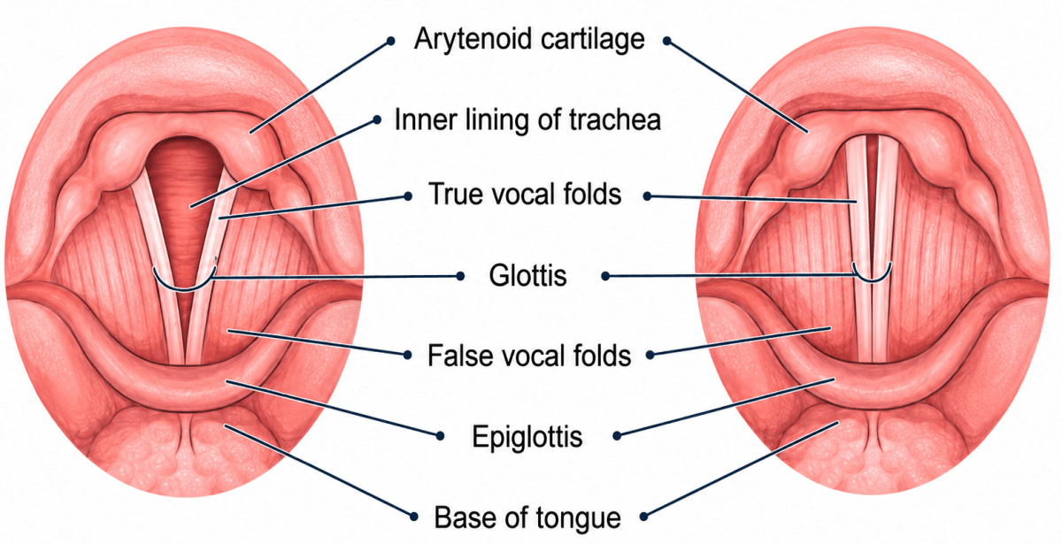 What is voice box? Heat, Viva Physics Solutions ICSE Class 6.
