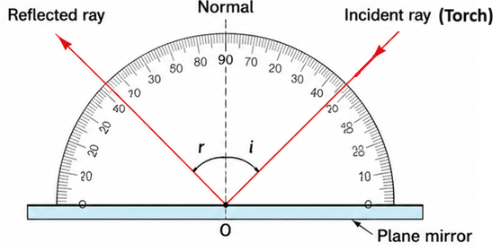 Design a simple activity using a mirror, torch and protractor to demonstrate the laws of reflection at home. Include steps and materials needed. Then discuss it in the class. Light, Viva Physics Solutions ICSE Class 6.